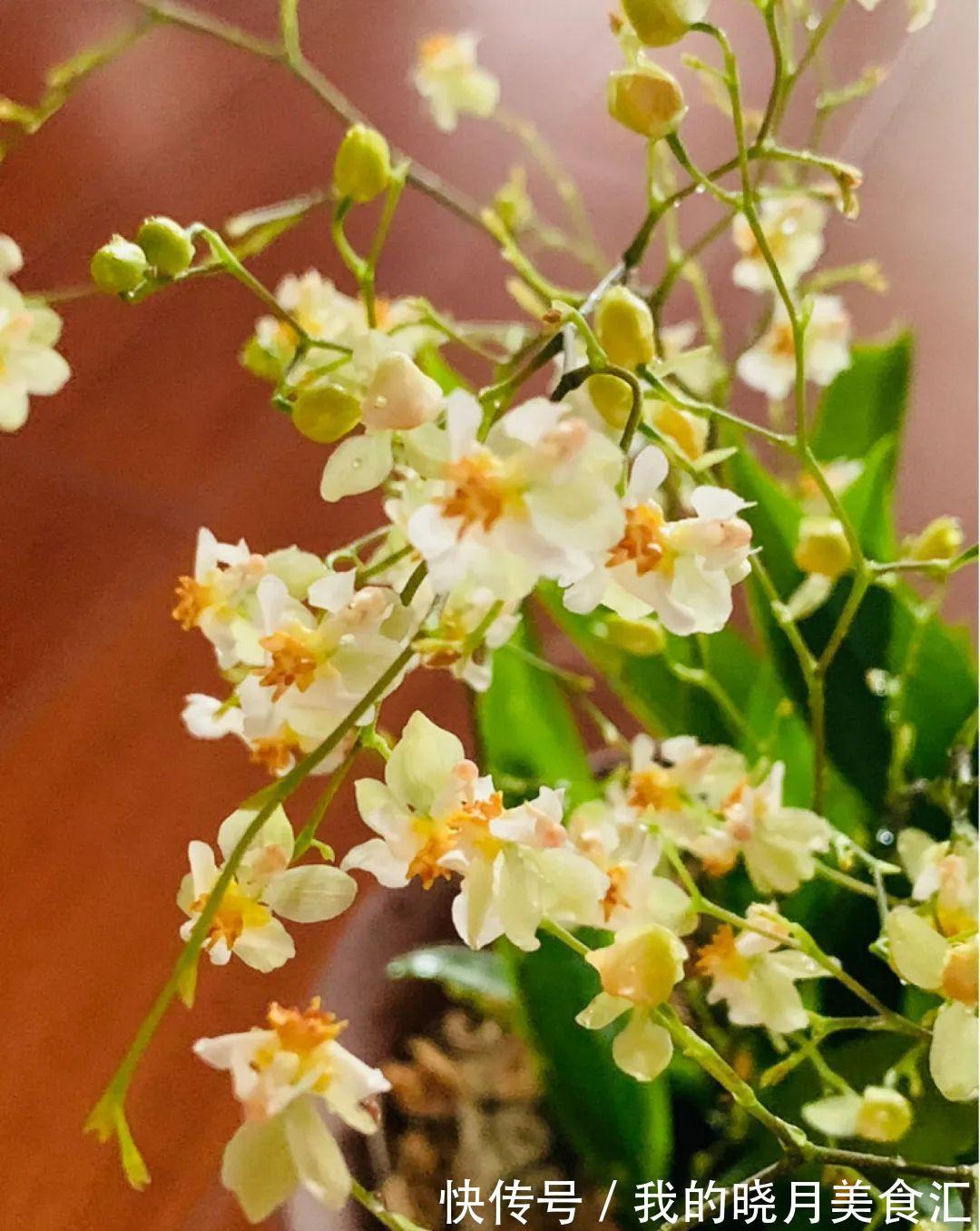 秋冬不开窗,就得养盆它,满屋子香味特好闻