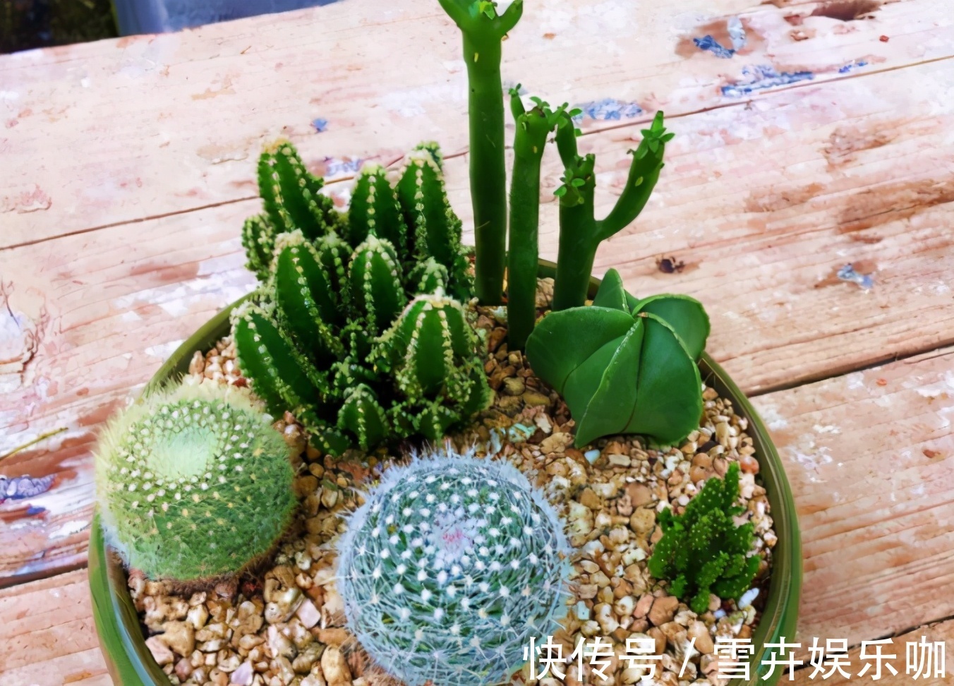 养花入门小知识:给盆栽浇水有哪些技巧或要求?