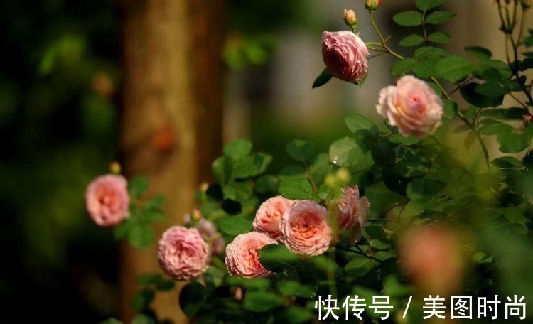 小院|荒废多年的80㎡小院,2年半时间打造成下沉式花园,太漂亮了!
