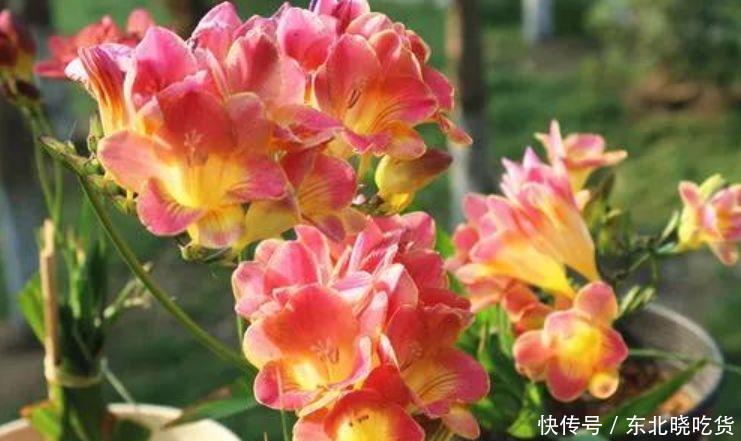 此款花卉,好养易爆盆,养在家里繁花似锦,满屋飘香