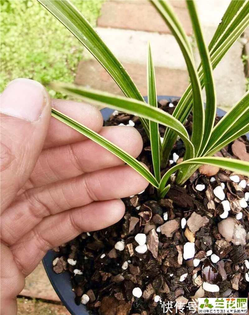 进化|边艺兰花施肥会退艺吗?应该施什么肥?