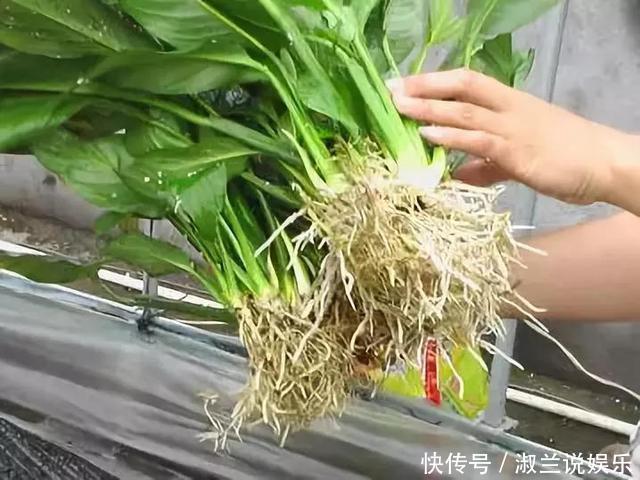 天热了,1壶水2片药,制成“药水”浇花,盆栽叶子绿、开花多