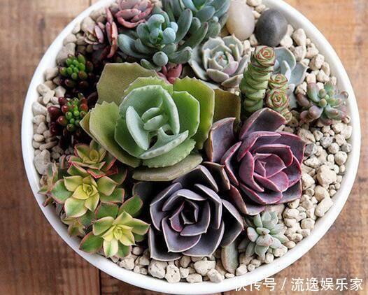 多肉植物|多肉好养却难养爆盆,掌握这几个“技巧”,养爆盆不困难