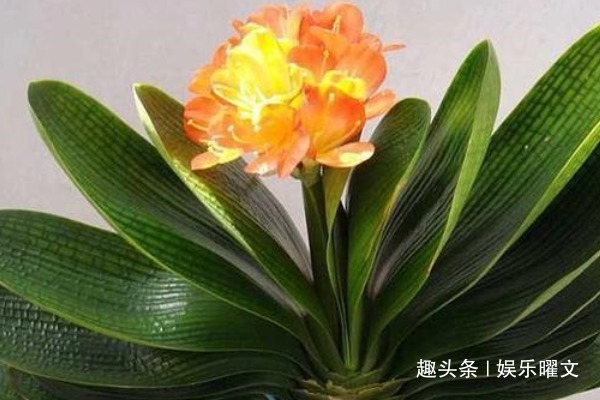 爱“喝油”的几种花,懒人都能养,1勺油什么问题都可以解决!