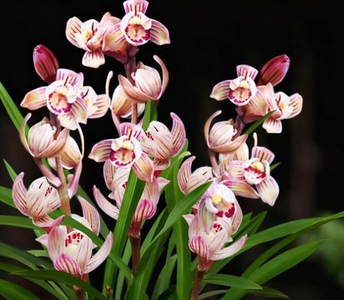 以“香味”著名的兰花,正格荷瓣,花香四溢,易芽易花,四季开花