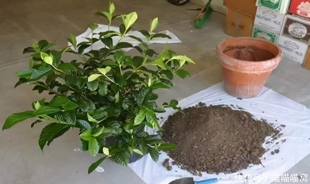 君子兰|夏季养花,聪明人给花卉早做“2件事”,学到了!