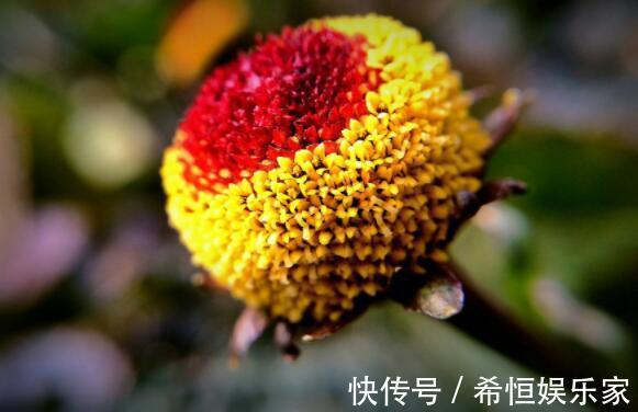 喜欢养花,不如养盆金鸡菊,娇艳妩媚,养一盆超美!