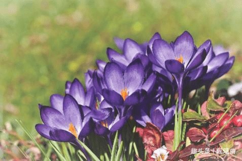 藏红花@此花精致而优雅,随风起舞让人回味无穷,是女人一生的好朋友