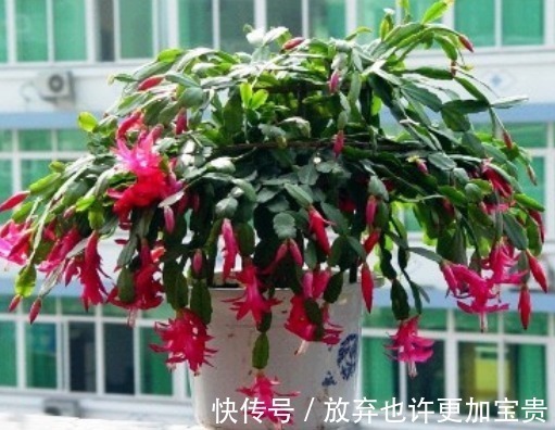 蟹爪兰|蟹爪兰想要快开花,这种叶子不要留,掐掉嗖嗖冒花苞