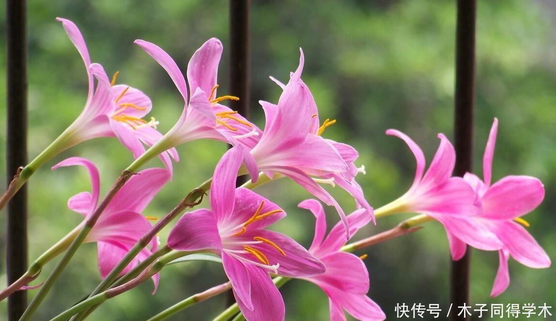 封闭阳台这几种花最好不要入手，因为实在不好养