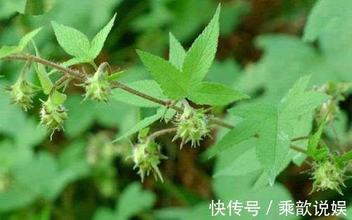 皮肤发痒|农村当杂草除掉的一种草，是治疗皮肤发痒的奇药，一抹就见效
