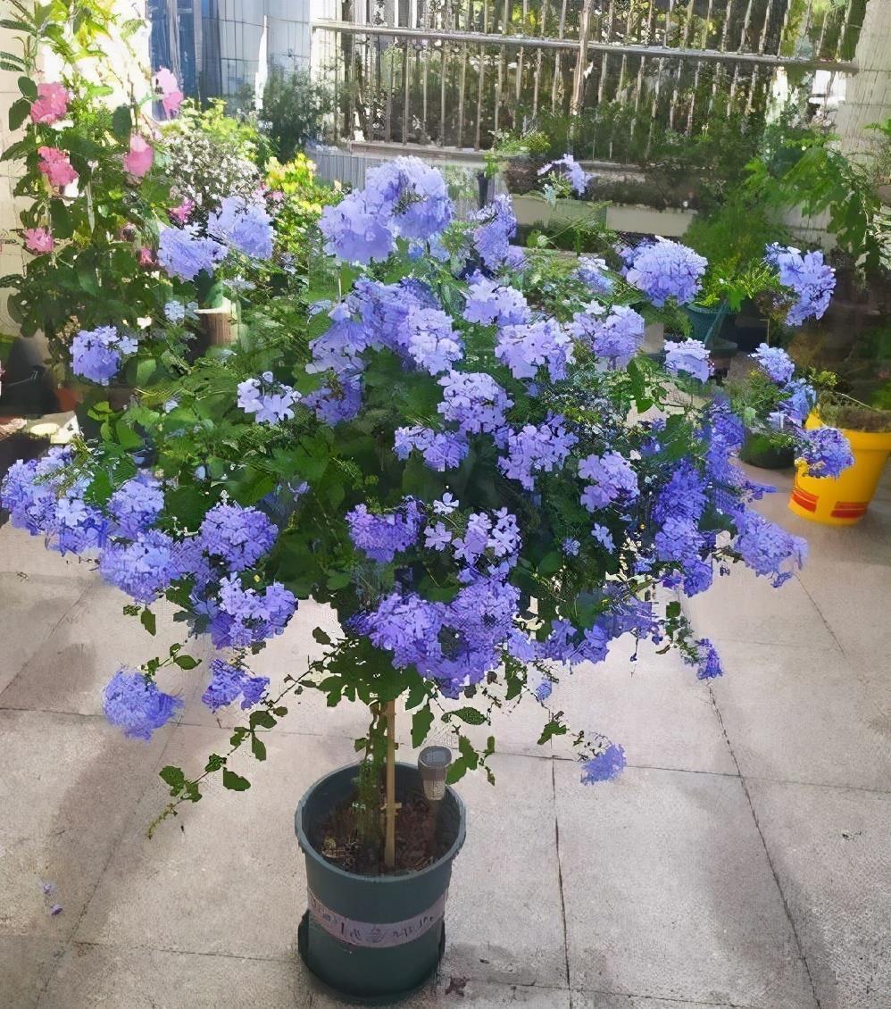 蓝雪花|5种“漂亮花”,一口气开花200天,花量巨大好养活,养一盆赚大了