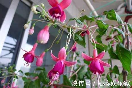 比绿萝还漂亮的花,一个枝泡水里,10天长根,喜庆好看,一开99朵