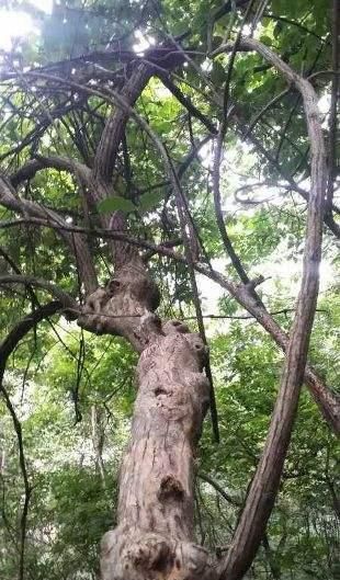 木匠钟爱的香椿木是传说中的降龙木?