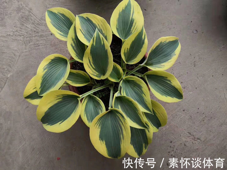 “珍品玫瑰”永远的莫斯科,花色红艳,优雅醉人,堪称养花首选