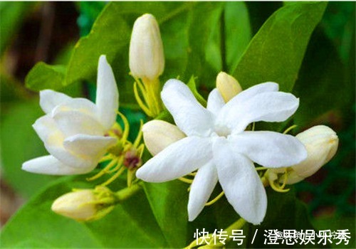 白刺果|女性过了30岁,推荐吃4种食物,滋阴补气,补血养颜,滋补身体