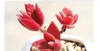 4步学会多肉变身老桩,身价立马翻10倍