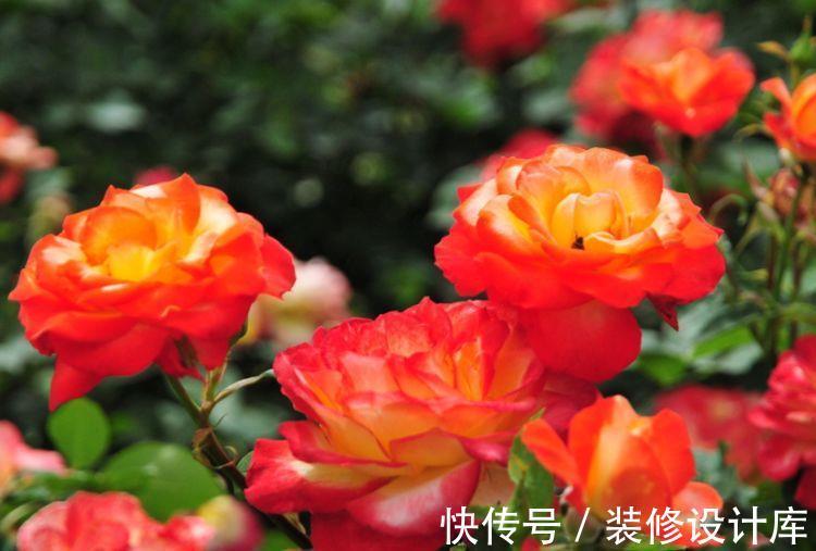 养花|农历7月12日开始,养花养个耐看的,开花勤爱爆盆,绚丽夺目