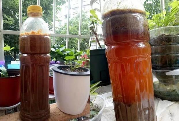 矿泉水瓶|淘米水浇花甭大意、随便!学会正确用法,养花才能盆盆长得旺