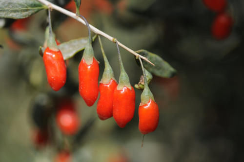 枸杞里加一颗这东西竟成了长命丹药