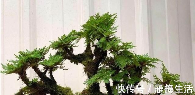 植物|野外有3种“植物”,遇水就活,非常好养,还能做盆景