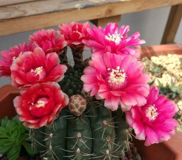 60岁的他，退休只养仙人球，10个品种，开花比月季还漂亮