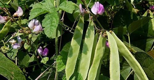 身体|祛湿“最狠”的5种食物,每天吃一点,排出老湿气,身体也清爽了