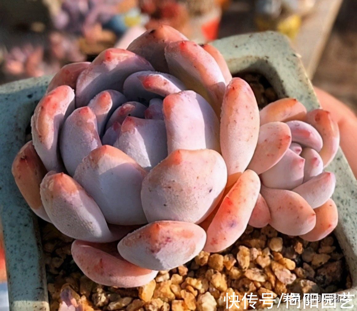 浇水|多肉之所以养不好,全在“水”上,“不会”浇水,直接烂根