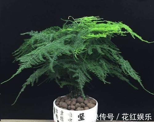 磷长花|想要文竹长的旺，最好施什么肥？知道一点施肥再也不犯难！