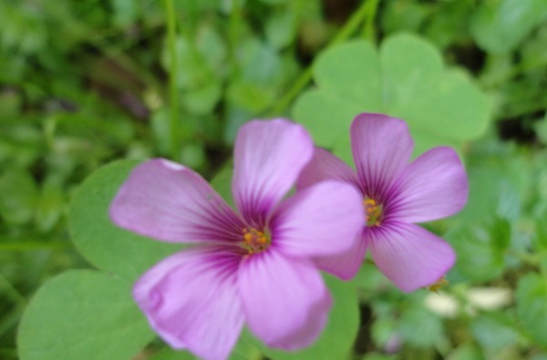 三叶草怎么养护开花多以下3个方面多注意，花繁叶茂轻松爆盆