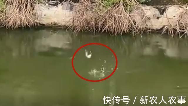 钓鱼界的天花板！四川一大爷垂钓玩出了新花样，邓刚也要让他三分