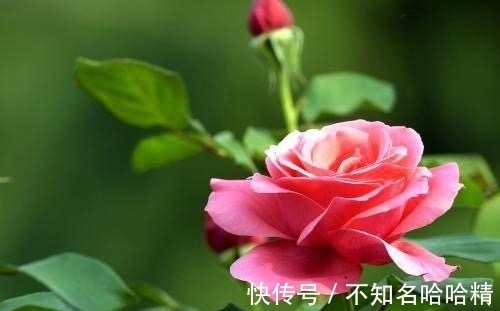 植株|4种花“欠修理”,不修不旺,剪剪花多,别舍不得