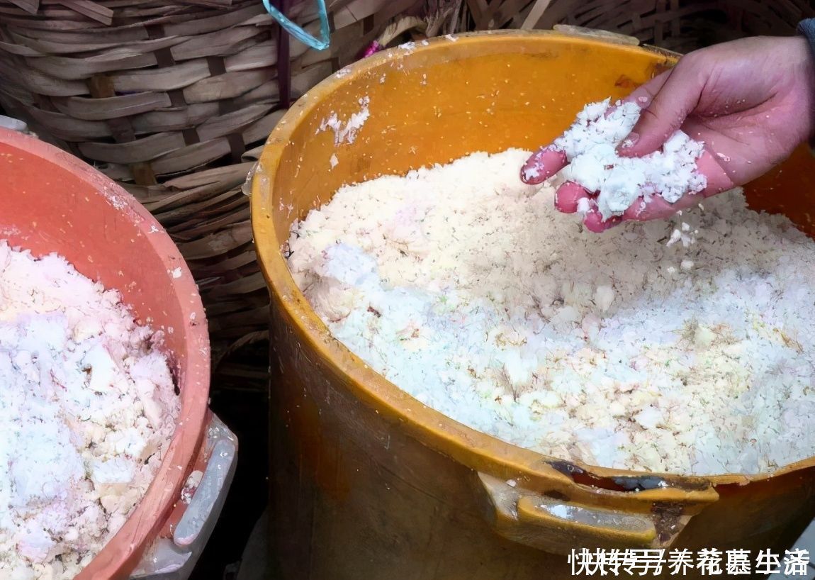 黄豆|黄豆养花当花肥,最佳使用方法有“2种”,快速吸收,促进生长