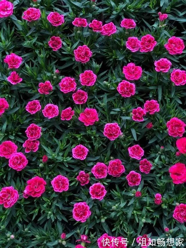 这花爆开50朵,剪几枝送人倍有面子,比买鲜花强多了!