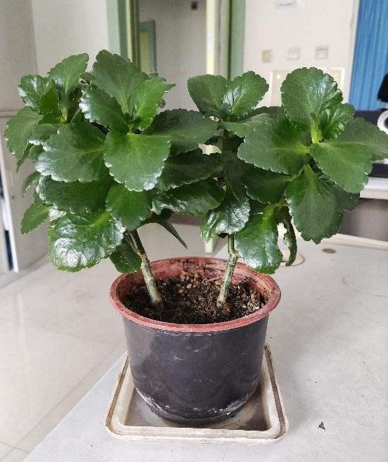 剪片叶子,放土里就能长出一盆,这4种花养到就是赚到!