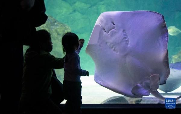 水族馆欢度假日|加拿大多伦多：水族馆里欢度“家庭日”