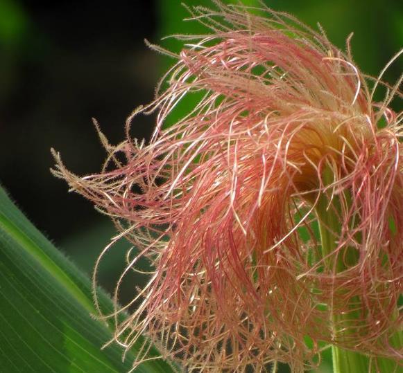 保护心脏|玉米须泡水里常喝，对身体有什么好处？玉米须用干的还是湿的？