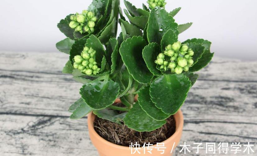 小技巧|养长寿花的3个小技巧,你全知道吗?每个达到的目的都不同