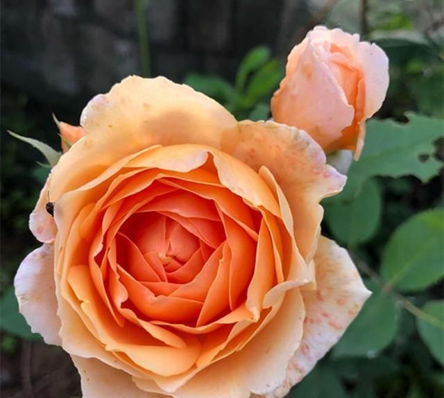 关于月季的浇水问题,“靠人不如靠自己”,收获直接经验