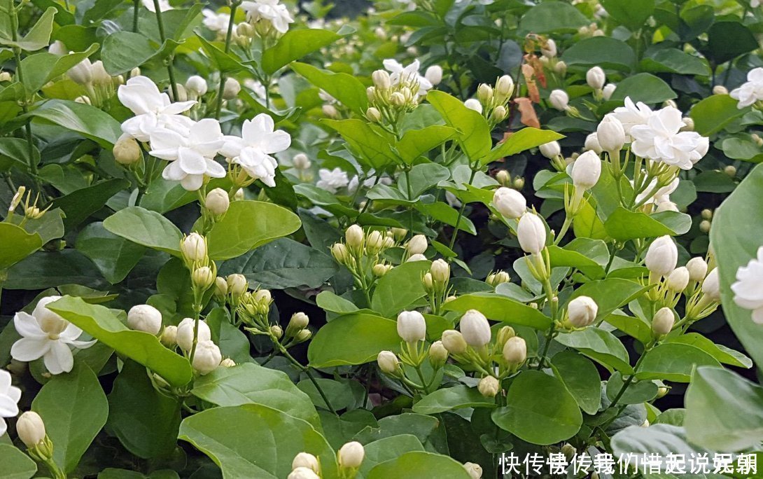 花友们|茉莉中的极品,比栀子香10倍,庭院养一株,香飘满园,不种后悔