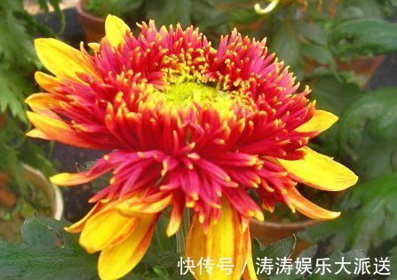 喜欢菊花,首选“珍稀名菊”金托桂,花开金灿灿,五彩斑斓!