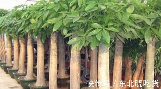 湿润|发财树的养殖知识,怎么样才能把发财树养好