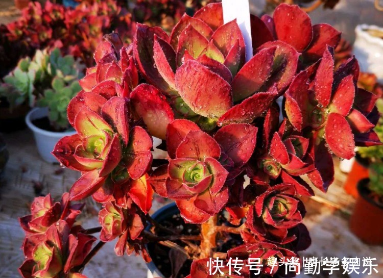 法师|多肉红富士法师,出状态时那一抹红色的娇艳是否会将你彻底迷倒