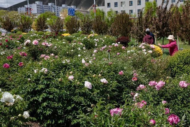 牡丹花香|古浪:牡丹花香润苍松