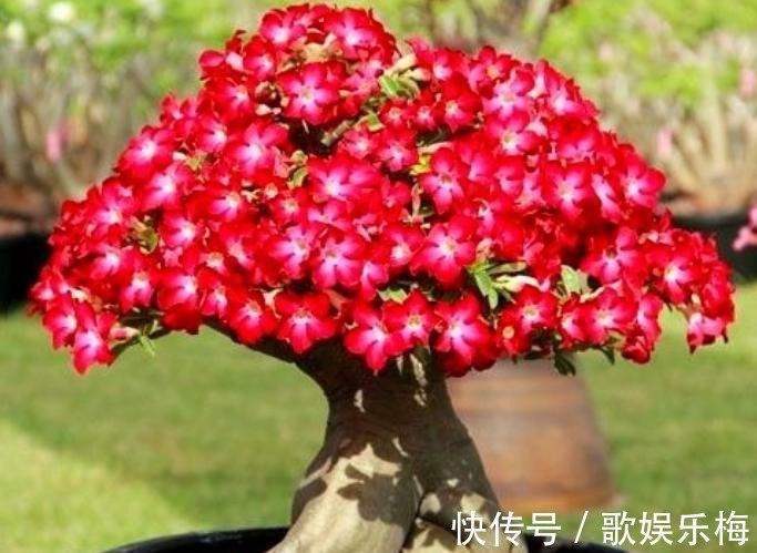 君子兰|容易被水浇死的“14种花”,手太勤反而养不活