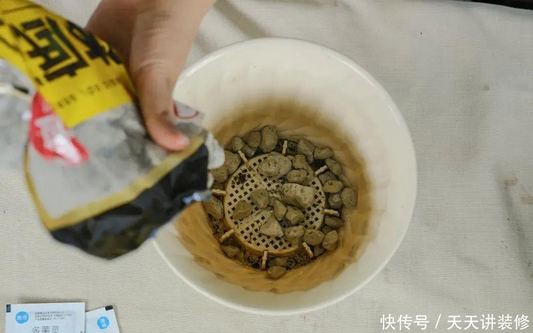 落新妇耐寒又耐阴,颜值高,气质佳,今年最流行!