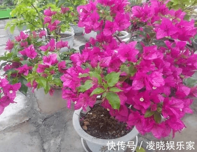 花卉|萌新，还在埋怨你家的三角梅不开花做好以下几点，四季开花不断