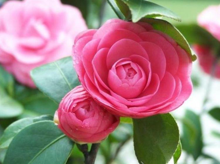 家里养这几款植物,养护简单,花期还很长,花香飘满屋!