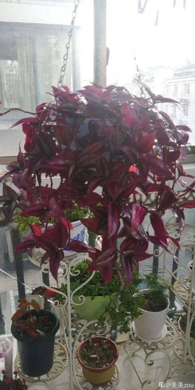 瀑布|6种花,一定要吊起来养,开花像瀑布,看着真过瘾!