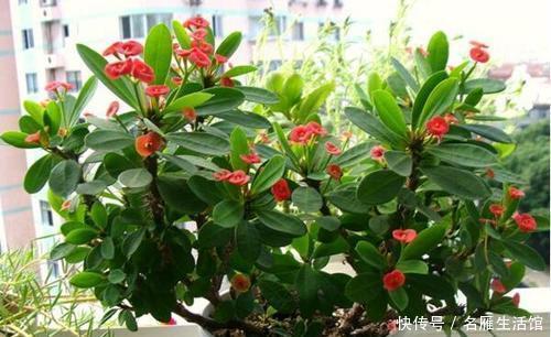 这几种“有毒”花,千万不要养,看见绕道走,别被外表所迷惑